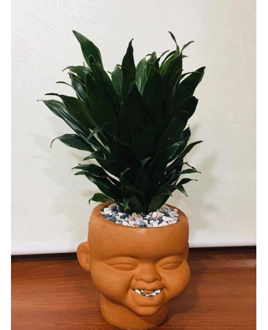 Chậu cây phát tài Úc 1 Chậu cây phát tài Úc 1