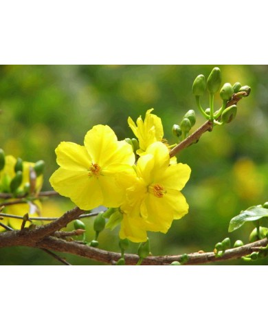 Tết Đinh Dậu 2017: Chuyên gia phong thủy khuyên "năm gà chơi mai vàng rất hợp" Tết Đinh Dậu 2017: Chuyên gia phong thủy khuyên "năm gà chơi mai vàng rất hợp"