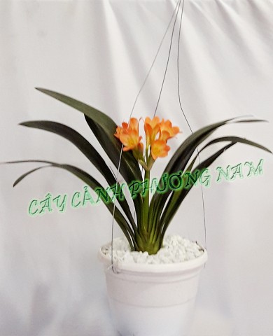 Chậu Lan Quân Tử