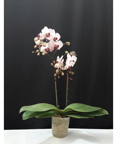 Hoa lan hồ điệp 