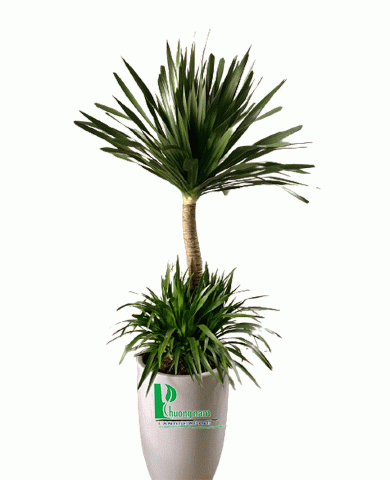 Cây phát tài núi 4 Cây phát tài núi 4