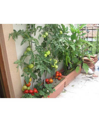 Độc đáo cách trồng cà chua từ miếng xắt mỏng Độc đáo cách trồng cà chua từ miếng xắt mỏng