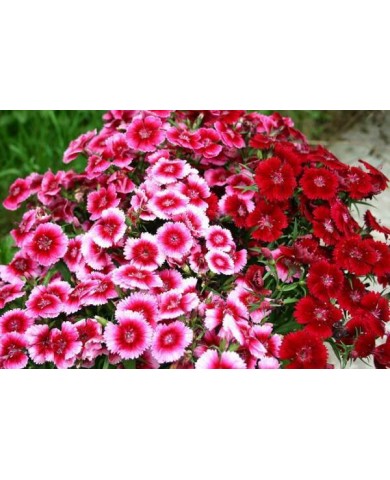 Ý nghĩa 10 loài hoa mang thông điệp tình yêu quen thuộc