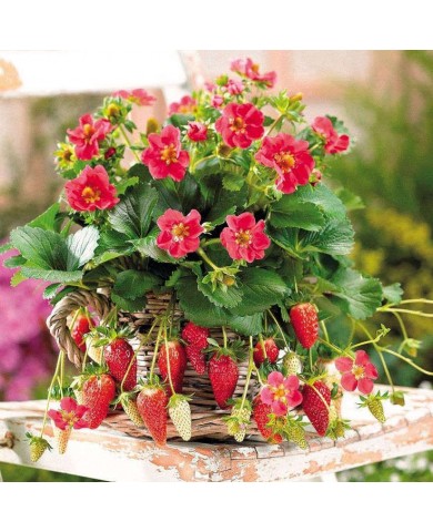 Trồng dâu tây trong chậu cho trái ăn quanh năm