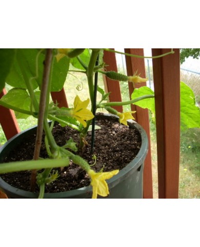 Trồng dưa leo tại nhà