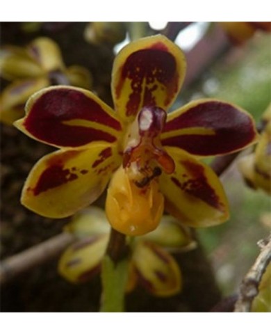 Trồng phong lan nở bung dịp tết Trồng phong lan nở bung dịp tết