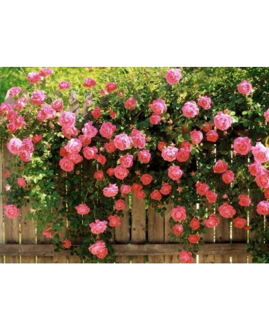 Trồng hoa hồng leo đơn giản trong chậu