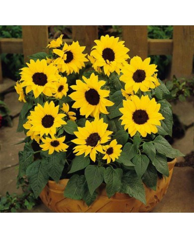 Hoa hướng dương trồng tại nhà