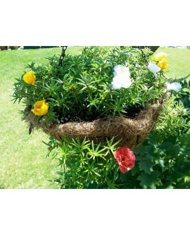 Trồng hoa mười giờ nở đẹp, sai hoa