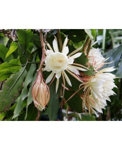 Hoa quỳnh - trồng và chăm sóc