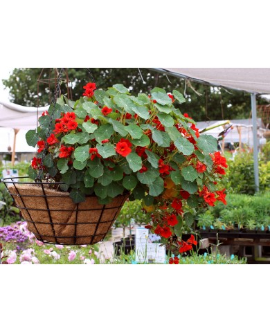 Trồng sen cạn trong chậu cho vườn thêm xinh Trồng sen cạn trong chậu cho vườn thêm xinh