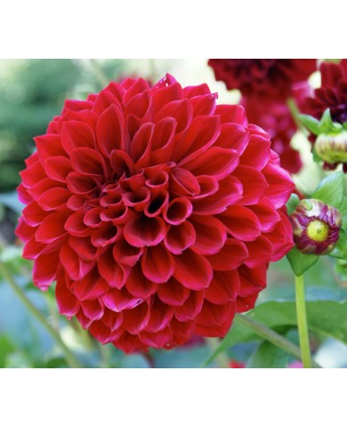 Trồng thược dược hút duyên cho nhà