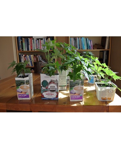 Trồng rau bằng vỏ hộp sữa