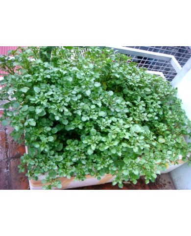 Trồng cải xoong cải thiện bữa ăn gia đình