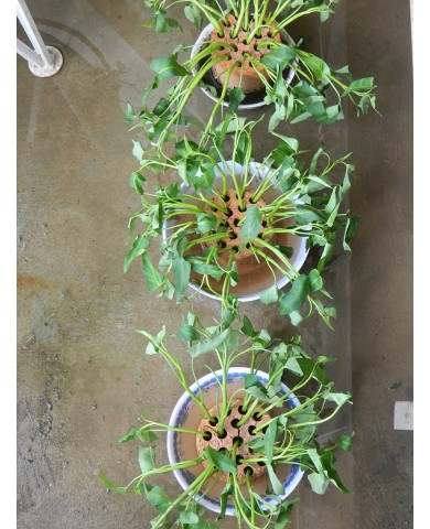 Trồng rau sạch bằng sỉ than cho hiệu quả bất ngờ