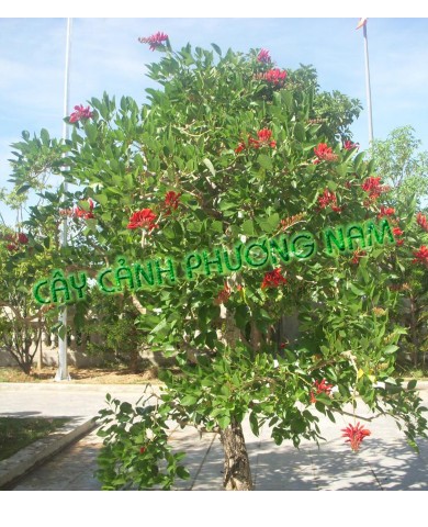 Cây Osaka bông đỏ Cây Osaka bông đỏ