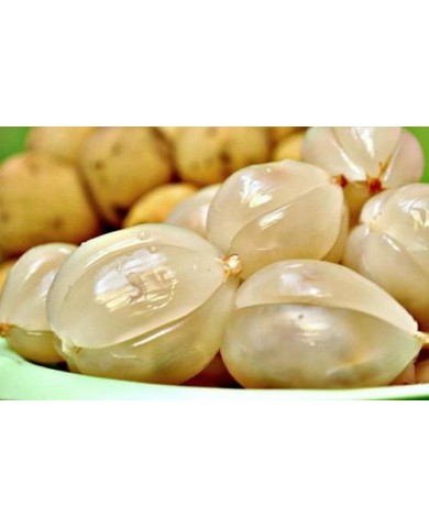 Ăn bòn bon cần chú ý Ăn bòn bon cần chú ý