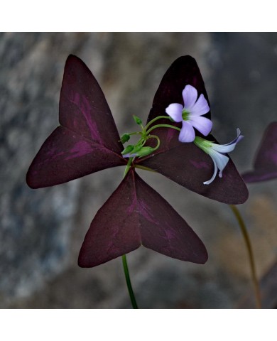 Trồng hoa bướm đêm cho phòng khách thêm tinh tế