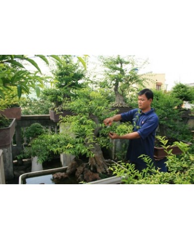 Uốn và tạo dáng cây cảnh