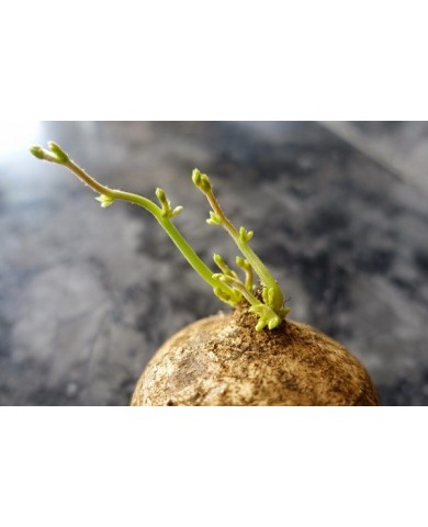 Trồng củ đậu bằng chậu tại nhà đơn giản, ăn giải nhiệt và bổ dưỡng