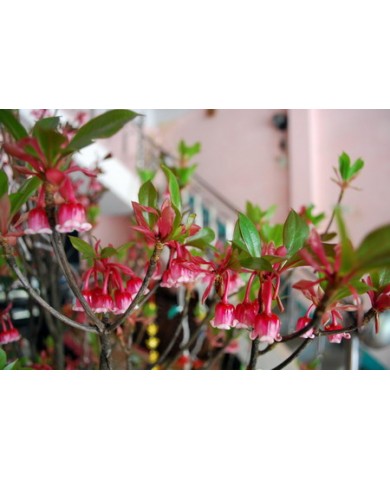 Trồng hoa đào chuông cho không gian nhà đẹp ngất ngây