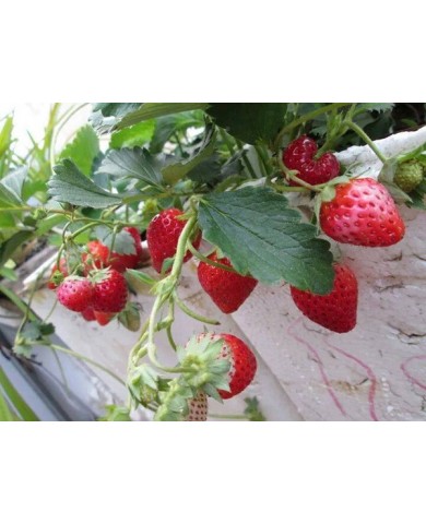 Ăn trái cây tươi mỗi ngày thêm nhiều sức khỏe Ăn trái cây tươi mỗi ngày thêm nhiều sức khỏe