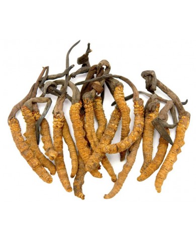 Đông trùng hạ thảo phát triển như thế nào ? Đông trùng hạ thảo phát triển như thế nào ?