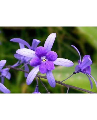 Trồng mai leo xanh cho tường nhà nổi bật