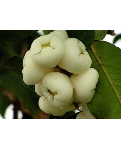 Những công dụng bất ngờ từ quả mận ta Những công dụng bất ngờ từ quả mận ta