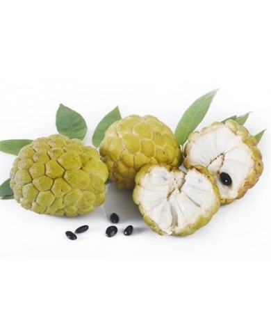 Những loại quả thịt ngon nhưng hạt lại cực độc Những loại quả thịt ngon nhưng hạt lại cực độc