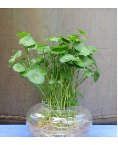 Trồng rau má Nhật thủy sinh thanh lọc không khí