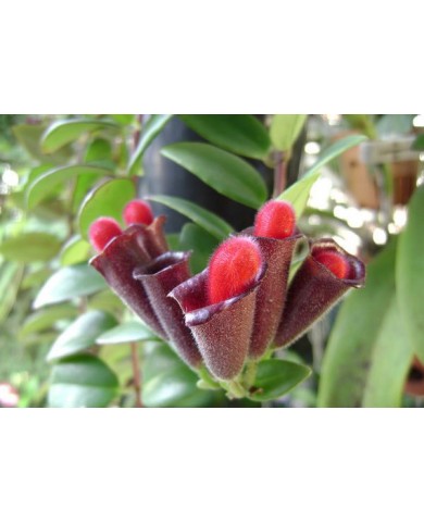 Trồng son môi nở bung dịp Tết