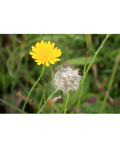 Trồng Bồ Công Anh đẹp mong manh cho cô nàng dịu dàng