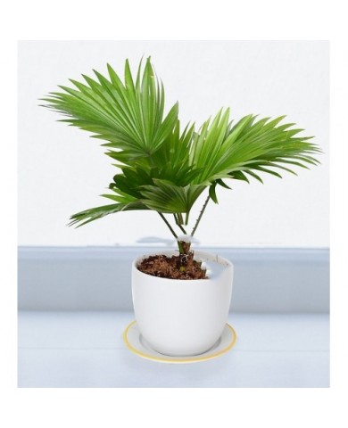 Trồng cây cọ ta lọc không khí, đuổi muỗi cực tốt