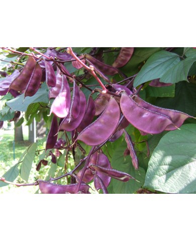 Trồng cây Đậu Ván dễ ăn, nhiều dinh dưỡng và công dụng