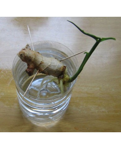 Trồng rau thủy canh tại nhà