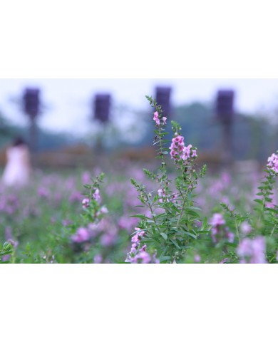 Trồng hoa Ngọc Hân dịu dàng cho hiên nhà