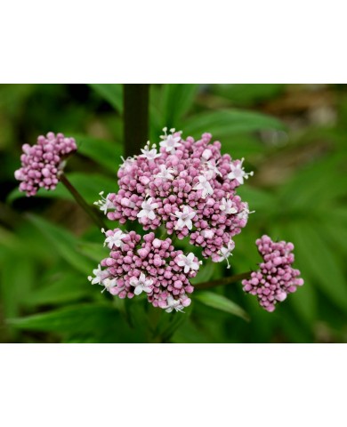 Trồng cây nữ lang làm thần dược trị mất ngủ cực đơn giản