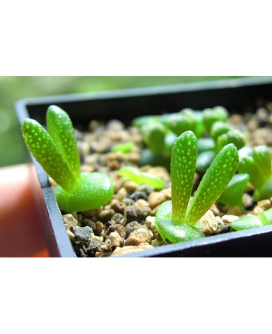 Trồng sen đá tai thỏ cực đáng yêu cho cô nàng nữ tính