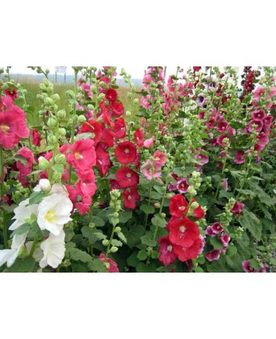 Trồng cây Thục quỳ và những công dụng chữa bệnh cực quý