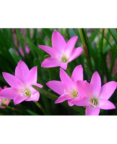 Trồng hoa tóc tiên làm đường viền quanh nhà rực rỡ