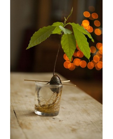 Trồng bơ từ hạt cực đơn giản Trồng bơ từ hạt cực đơn giản