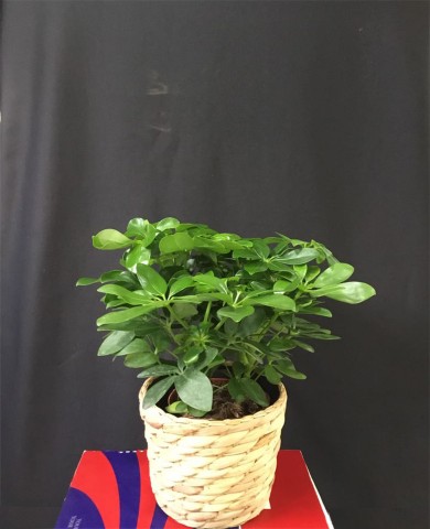 Chậu cây ngũ gia bì Chậu cây ngũ gia bì