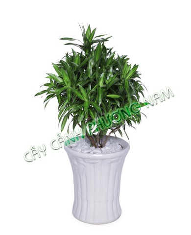 Cây Trúc Bách Hợp