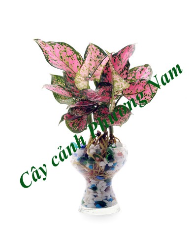 Trồng vạn lộc mang thịnh vượng cho nhà ngày Tết