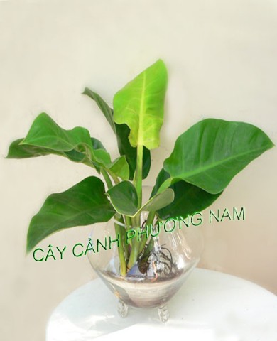 Cây Đế Vương