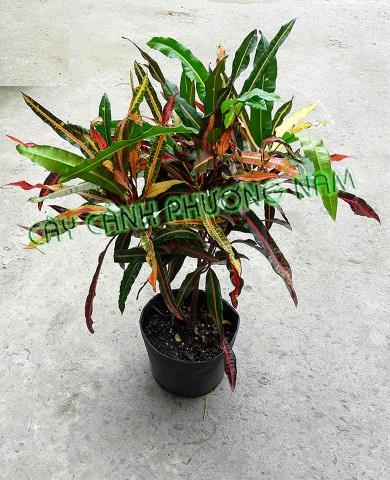 Cây Cô Tòng lá nhỏ