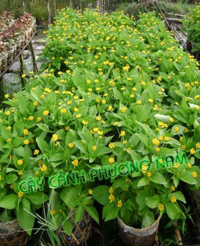 Cây Cúc Mặt trời