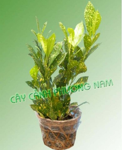 Cây Lá Màu