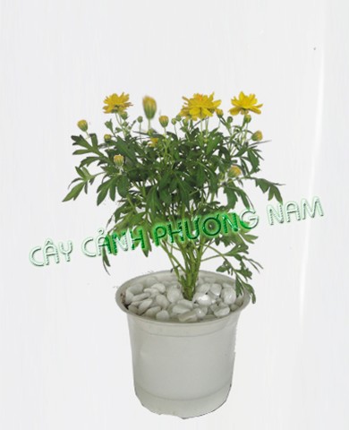 Cây Sao Nháy